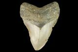 Fossil Megalodon Tooth - North Carolina #124672-1
